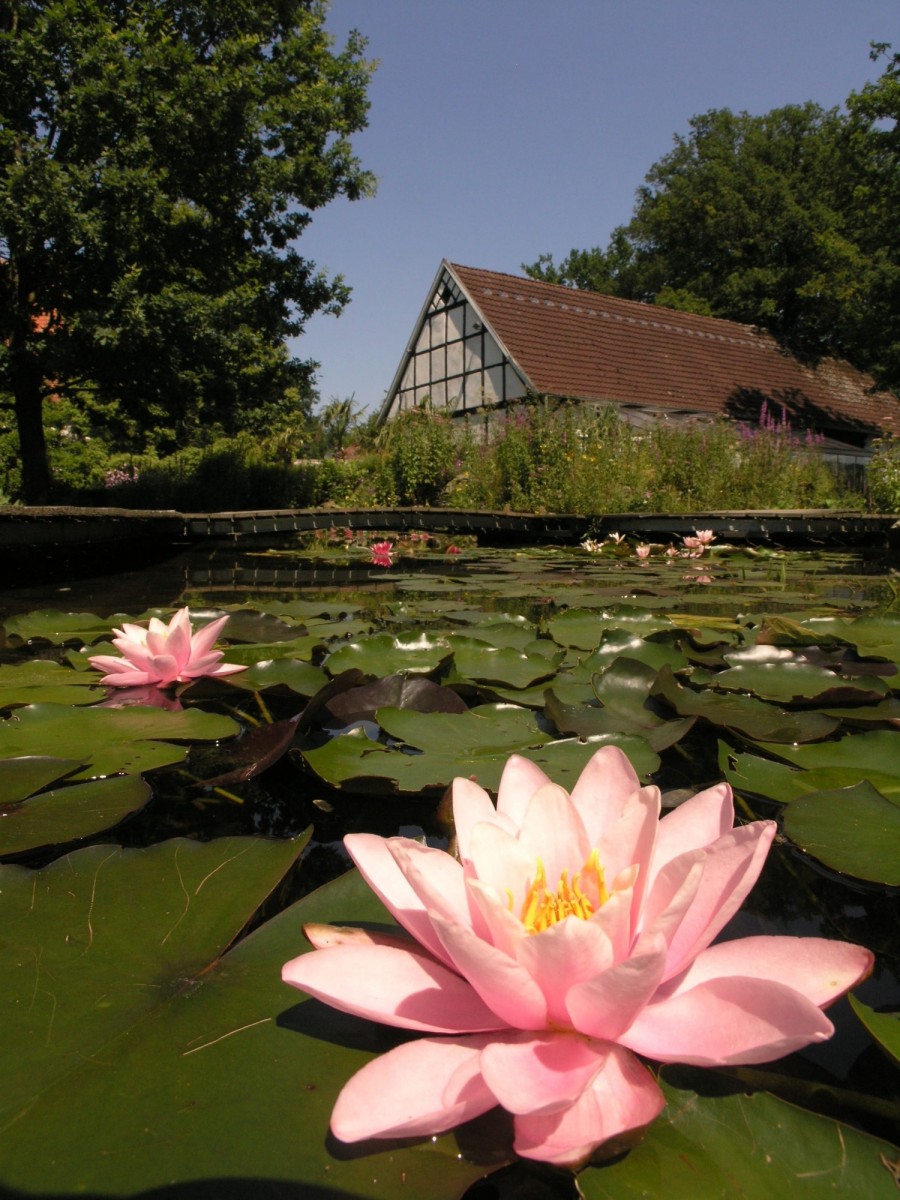 ibbenbueren-park-naturagart-seerose