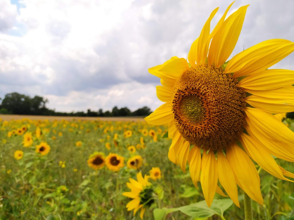 Sonnenblume an der Uffelner Grenze