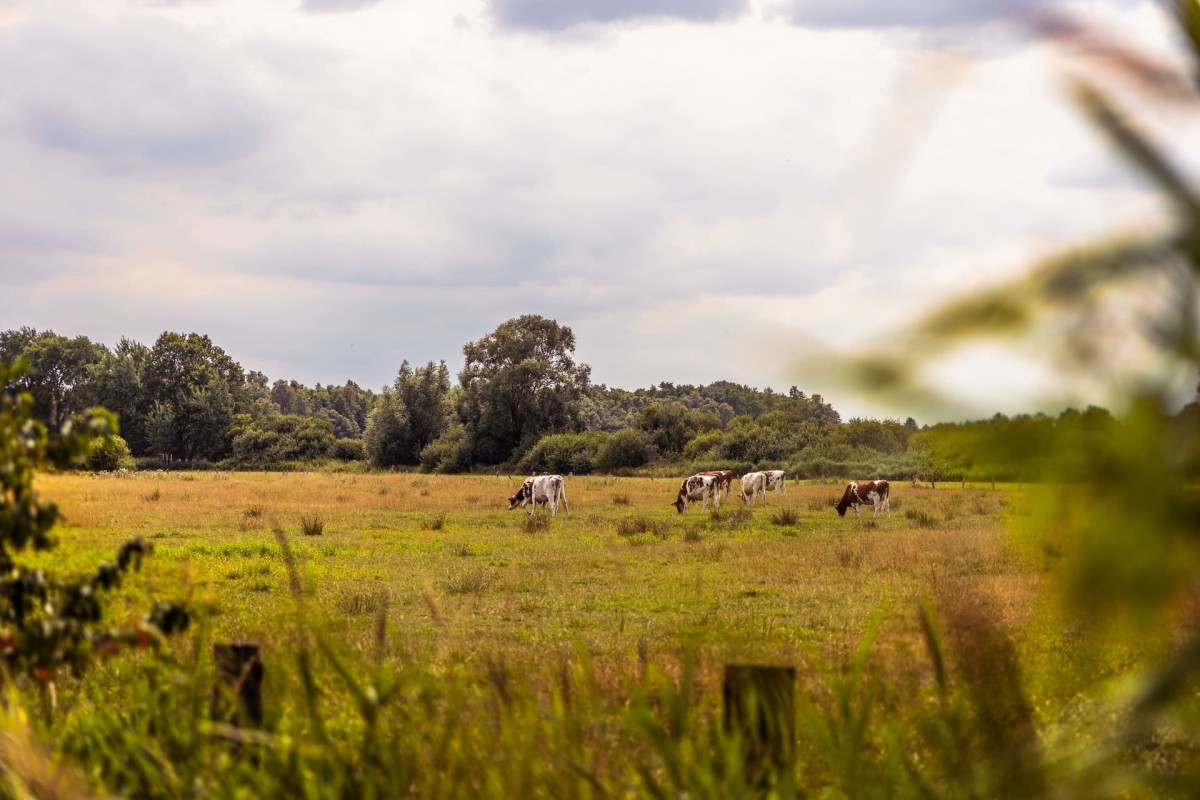 gronau-natur-amtsvenn