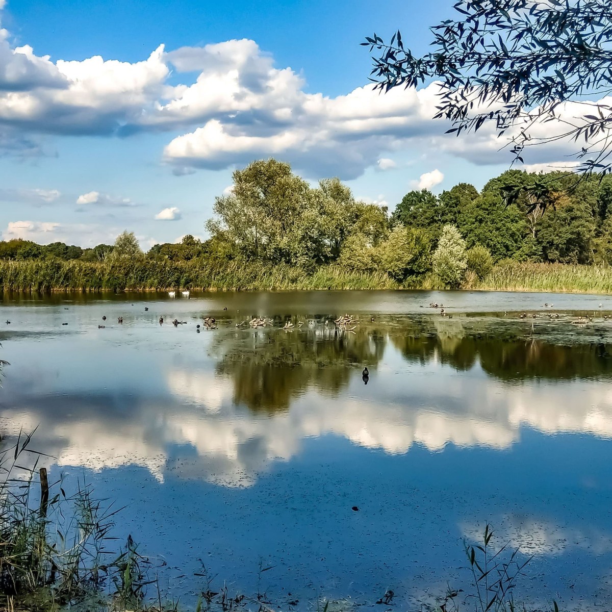 muenster-rieselfelder-see-01