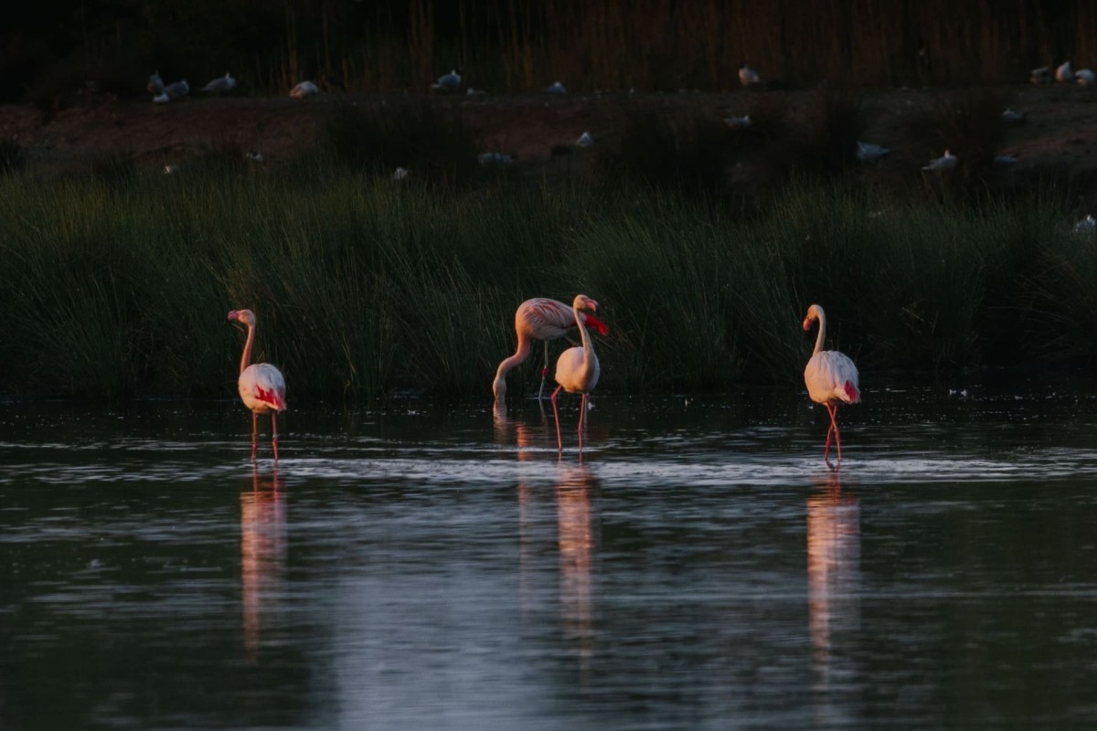 vreden-naturschutzgebiet-zwillbrocker-venn-flamingos-03