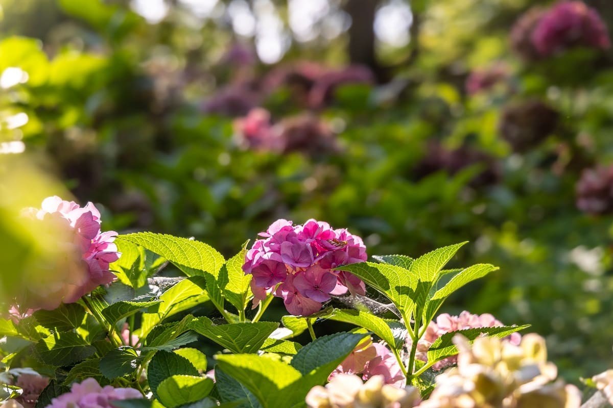 Hortensia Garden