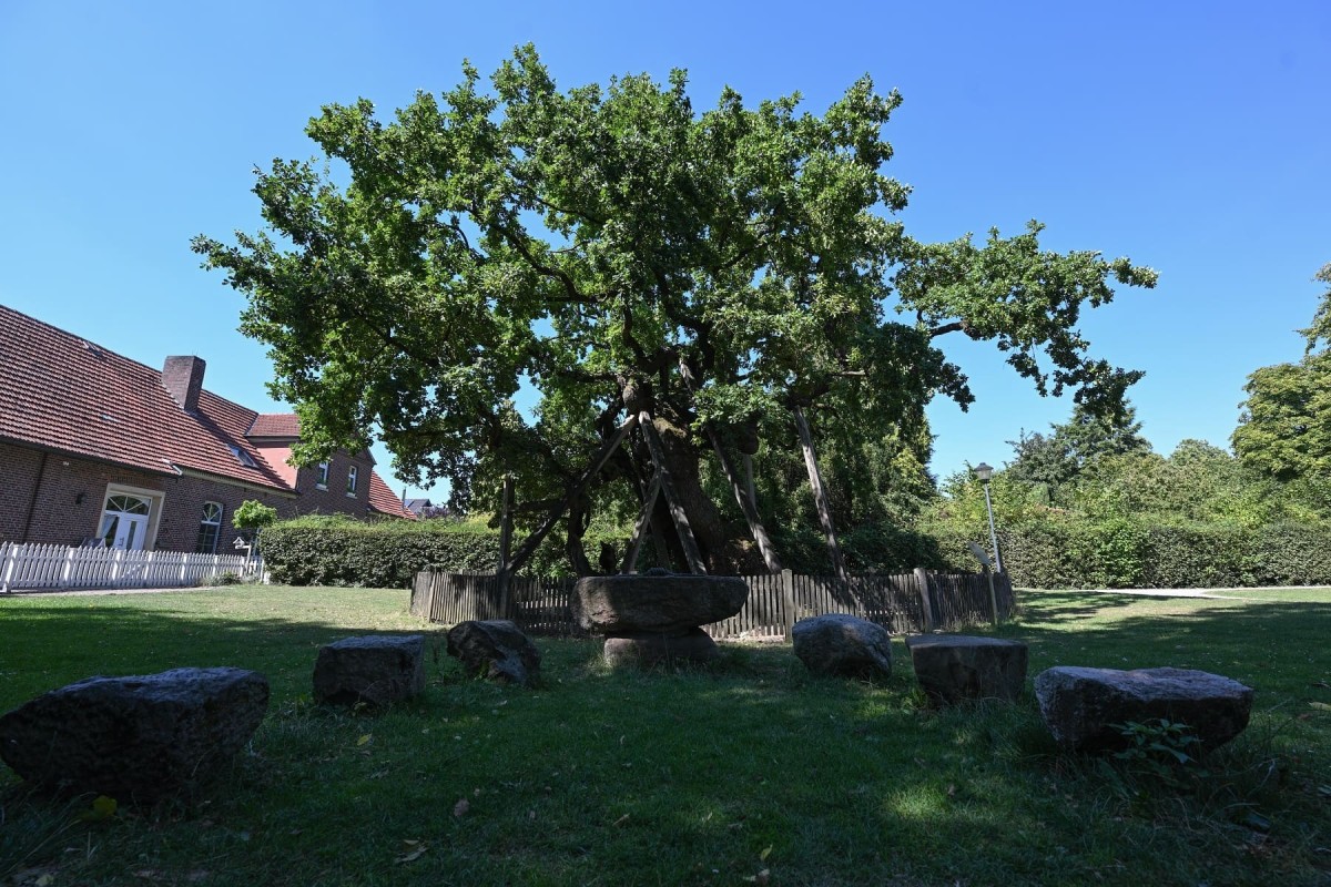 Femeiche Raesfeld