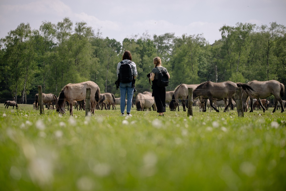 Wildpferde rund um Dülmen