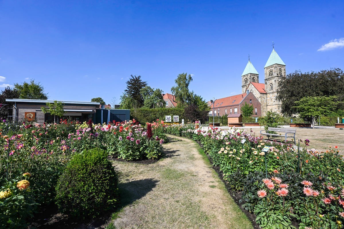 Dahliengarten