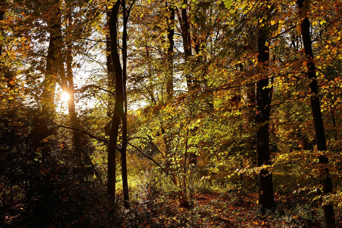 muensterland-ibbenbüren-wandern-herbst